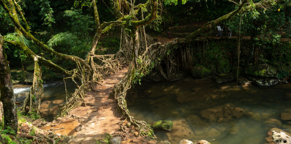 Single,Layered,Living,Root,Bridge,meghalaya,india
