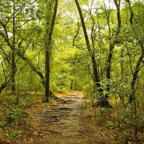 Mawphlang Sacred Forest